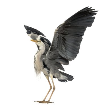 gri balıkçıl çiftleşme dansı, ardea cinerea, 5 yaşında, ISO