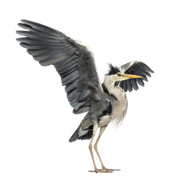 Grey Heron doing a mating dance, Ardea Cinerea, 5 years old, iso clipart