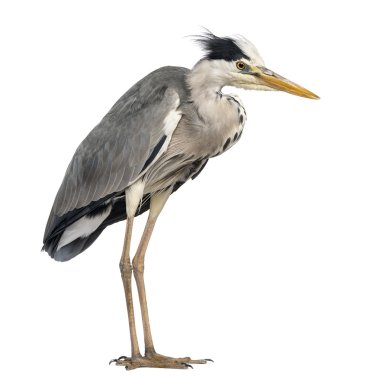 gri balıkçıl, ayakta ardea cinerea, 5 yaşında WHI izole.