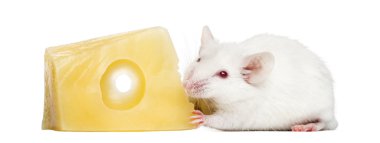 Common house mouse eating cheese, Mus musculus, isolated on whit clipart