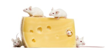 Group of albino white mice around a big piece of cheese, Mus mus clipart