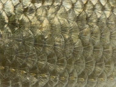 ortak roach deri, Kızılgöz Kızılgöz, üzerinde beyaz izole makro