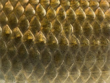w izole bir crucian sazan deri, carassius carassius, makro