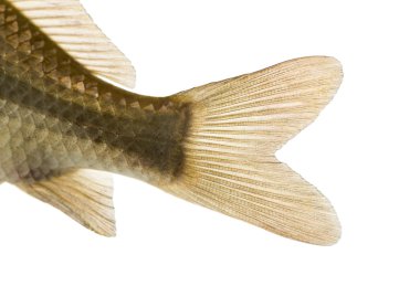 bir havuz balığı'nın Kaudal fin, carassius carassius close-up olduğunu