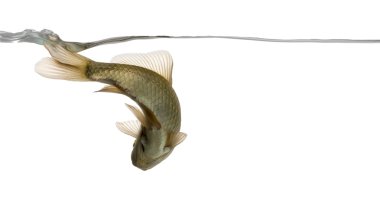 Avrasya minnow aşağıdan, altında su hattı, ph Yüzme izlendi