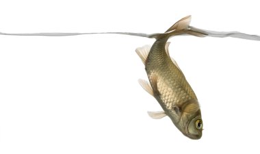 Avrasya minnow, su hattı altında phoxinus phoxin yüzme.