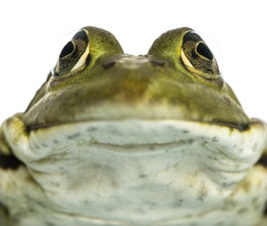 yakın çekim karşısında, pelophylax kl yenilebilir bir kurbağa. esculentus, olduğunu