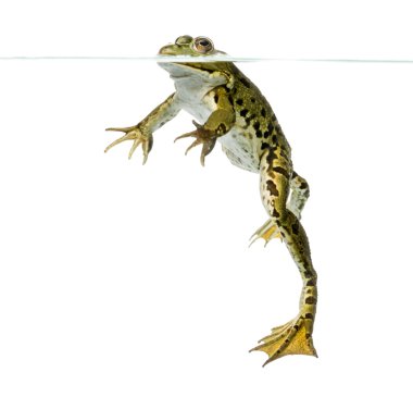 yenilebilir kurbağa pelophylax kl su yüzeyi yüzmek.