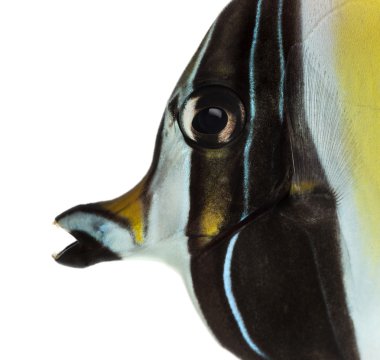 Close-up of a Pennant Coralfish's profile, Heniochus acuminatus, clipart