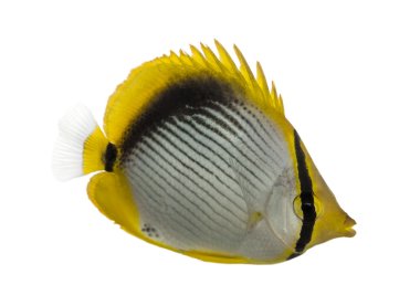 blackback butterflyfish, chaetodon melannotus, yan görülmektedir