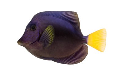 Beyaz izole mor tang, Zebrasoma xanthurum,