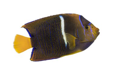 bir passer angelfish, holacanthus passer, izole üzerinde yan görünüm