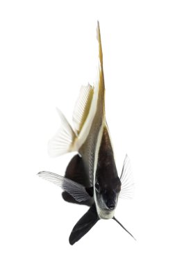 boynuzlu bannerfish, heniochus varius, üzerinde beyaz izole