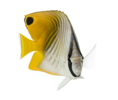 threadfin butterflyfish, chaetodon üzerinde beyaz izole arabacı