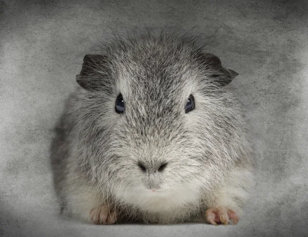Front view of a Swiss Teddy Guinea Pig facing, looking at the ca — Stock Photo, Image
