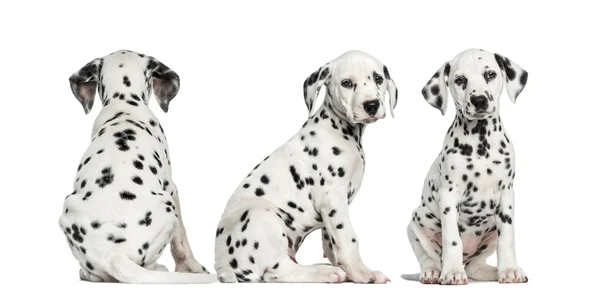 Dalmatian puppies sitting together in different positions, isola — Stock Photo, Image