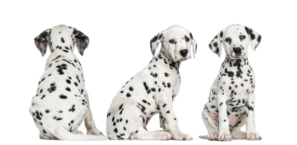 Cachorros dálmatas sentados juntos em diferentes posições, isola — Fotografia de Stock