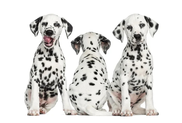 Cachorros dálmatas sentados juntos, aislados en blanco — Foto de Stock