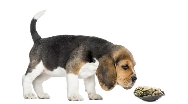 Side view of a Beagle puppy sniffing a turtle lying on its back, — Stock Photo, Image