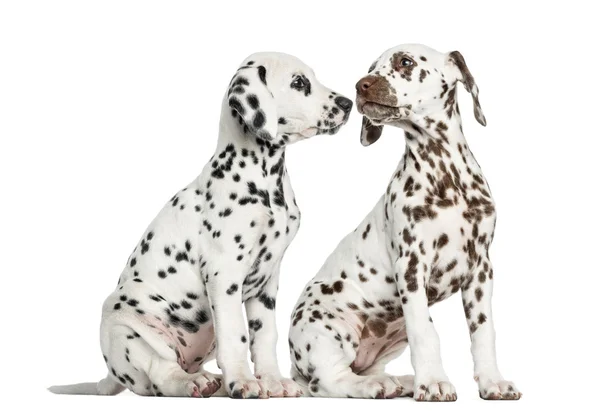 Cachorros dálmatas sentados, olfateándose unos a otros, aislados en el blanco — Foto de Stock