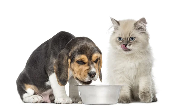 Cachorro e gatinho sentado na frente de uma tigela de cachorro — Fotografia de Stock