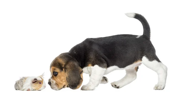 Side view of Beagle puppy and guinea pig getting to know each ot — Stock Photo, Image