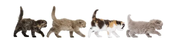 Vista lateral de Highland pliegue gatitos caminando en línea, aislado en — Foto de Stock