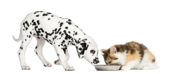 Higland straight kitten and Dalmatian puppy eating from a bowl, — Stock Photo, Image