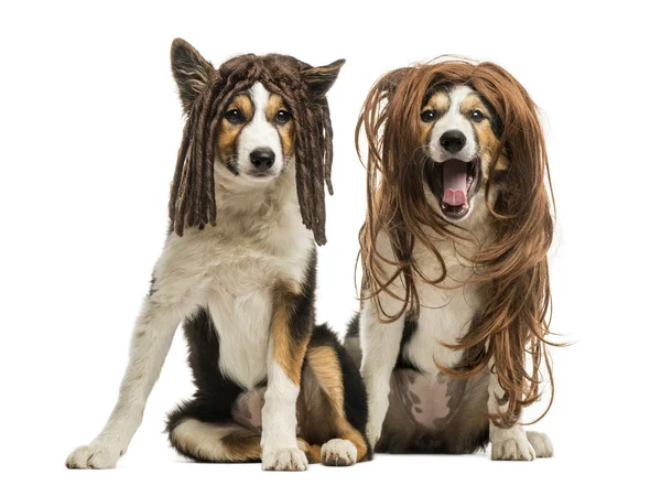 Border Collies wearing wigs sitting together, isolated on white — Stock Photo, Image