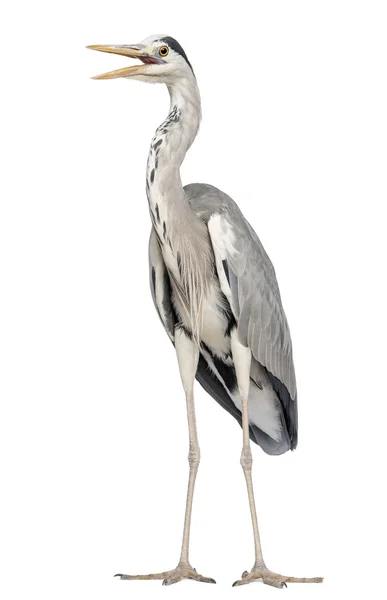 Grey Heron standing, beak opened, Ardea Cinerea, 5 years old, is — Stock Photo, Image