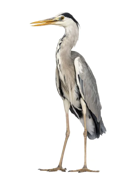 Grey Heron standing, beak opened, Ardea Cinerea, 5 years old, is — Stock Photo, Image