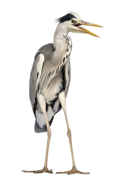 Angry Grey Heron gritando, Ardea Cinerea, 5 años, aislado —  Fotos de Stock