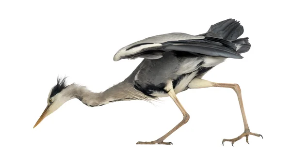 Side view of an Grey Heron looking down, curious, Ardea Cinerea, — Stock Photo, Image