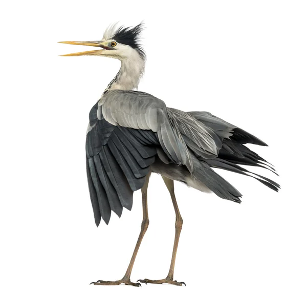 Rear view of an Grey Heron flapping its wings, screaming, Ardea — Stock Photo, Image