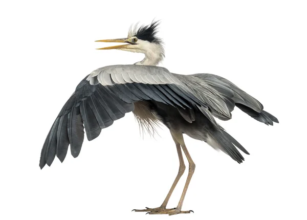 Rückansicht eines mit den Flügeln flatternden Graureihers, ardea cinerea, 5 — Stockfoto