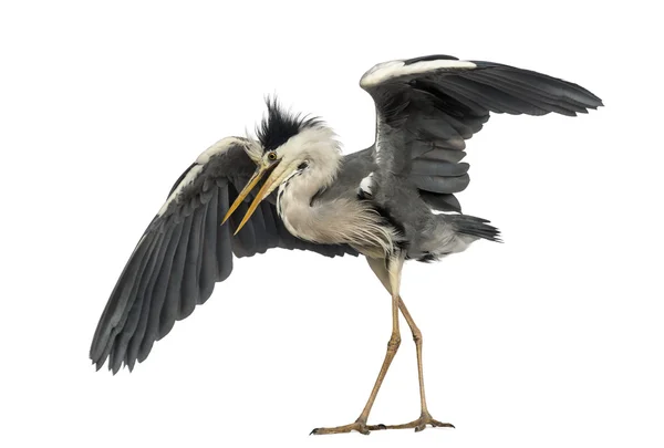 Grey Heron doing a mating dance, Ardea Cinerea, 5 years old, iso — Stock Photo, Image