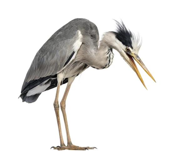 Garza Gris enojada, gritando, mirando hacia abajo, Ardea Cinerea, 5 años —  Fotos de Stock