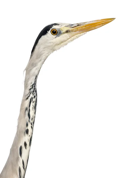 Närbild av en gråhäger profil, ardea cinerea, 5 år gammal, — Stockfoto