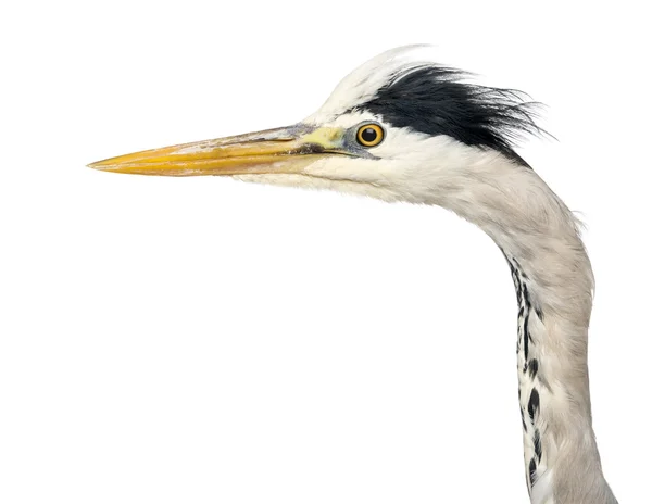 Zbliżenie: Profil szary Czapla, ardea cinerea, 5 lat, — Zdjęcie stockowe