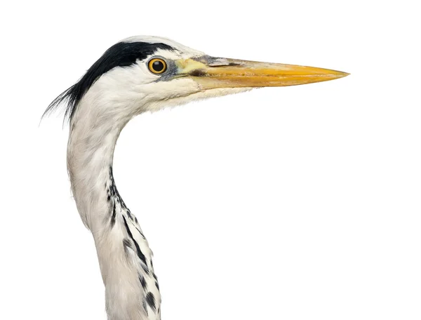 Close-up of a Grey Heron's profile, Ardea Cinerea, 5 years old, — Stock Photo, Image