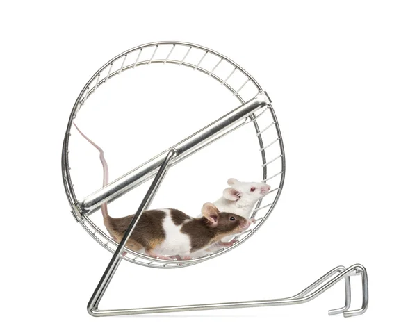 Side view of Common house mice playing in a wheel, Mus musculus, — Stock Photo, Image