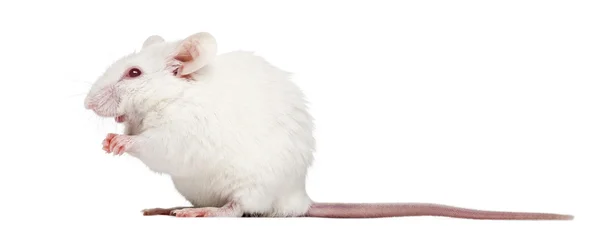 Vista laterale di un topo bianco albino seduto, Mus musculus, isolato — Foto Stock