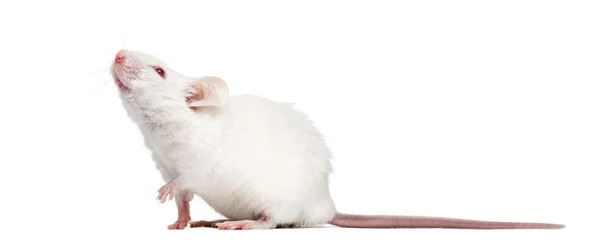 Side view of an albino white mouse looking up, Mus musculus, iso — Stock Photo, Image