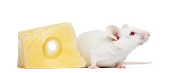 Weiße Albino-Maus neben einem Stück Käse, Muskulus, Isol — Stockfoto