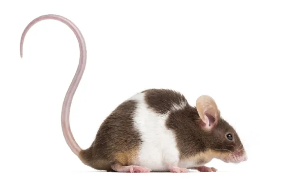 Side view of a Common house mouse, Mus musculus, isolated on whi — Stock Photo, Image