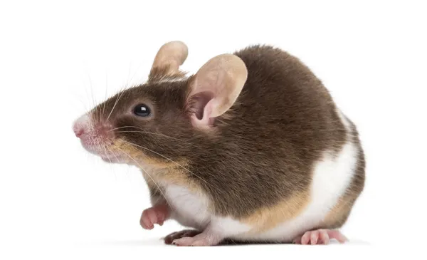 Gemeine Hausmaus, muskulus musculus, isoliert auf weiß — Stockfoto