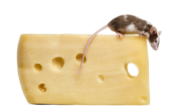 Common house mouse perched on top of a big piece of cheese, look