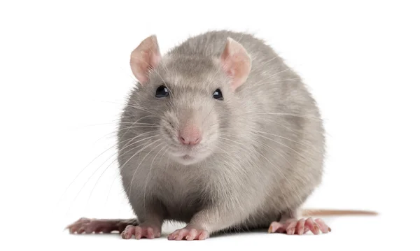 Domestic rat, looking at the camera, isolated on white — Stock Photo, Image