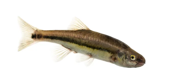 Widok z boku w Eurazji rybek, phoxinus phoxinus, na tle — Zdjęcie stockowe