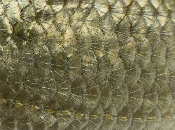 Macro of a Common roach skin, Rutilus rutilus, isolated on white — Stock Photo, Image